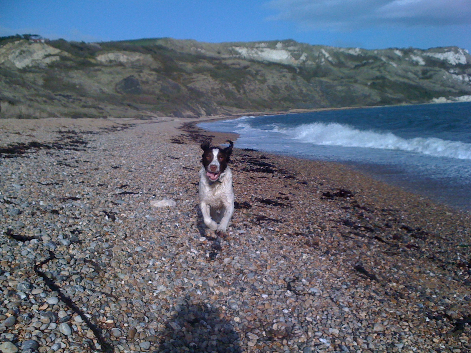 Cassie in full flight